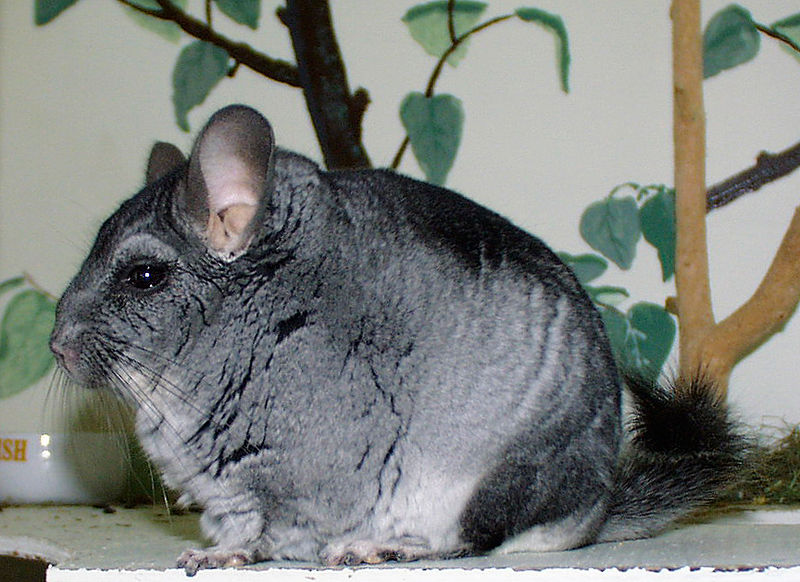 800px-Chinchilla.jpg